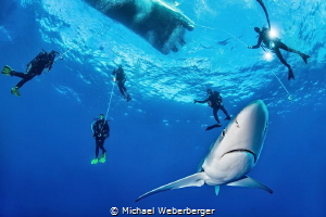one of the best blue shark dives in the Azores- http://di... by Michael Weberberger 